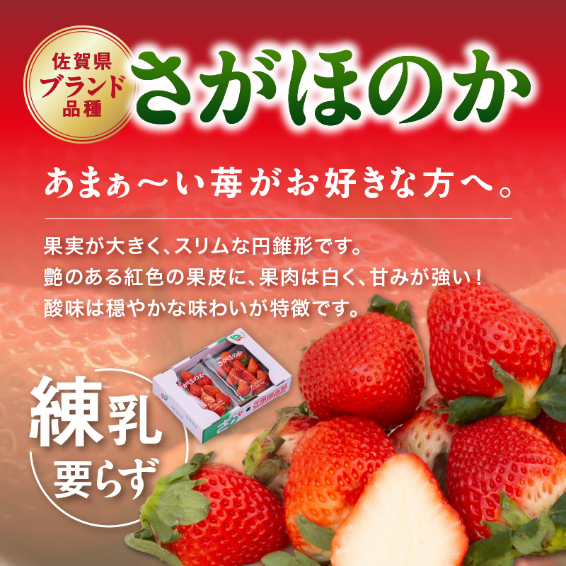 佐賀産 いちご さがほのか 3パック 147-B807