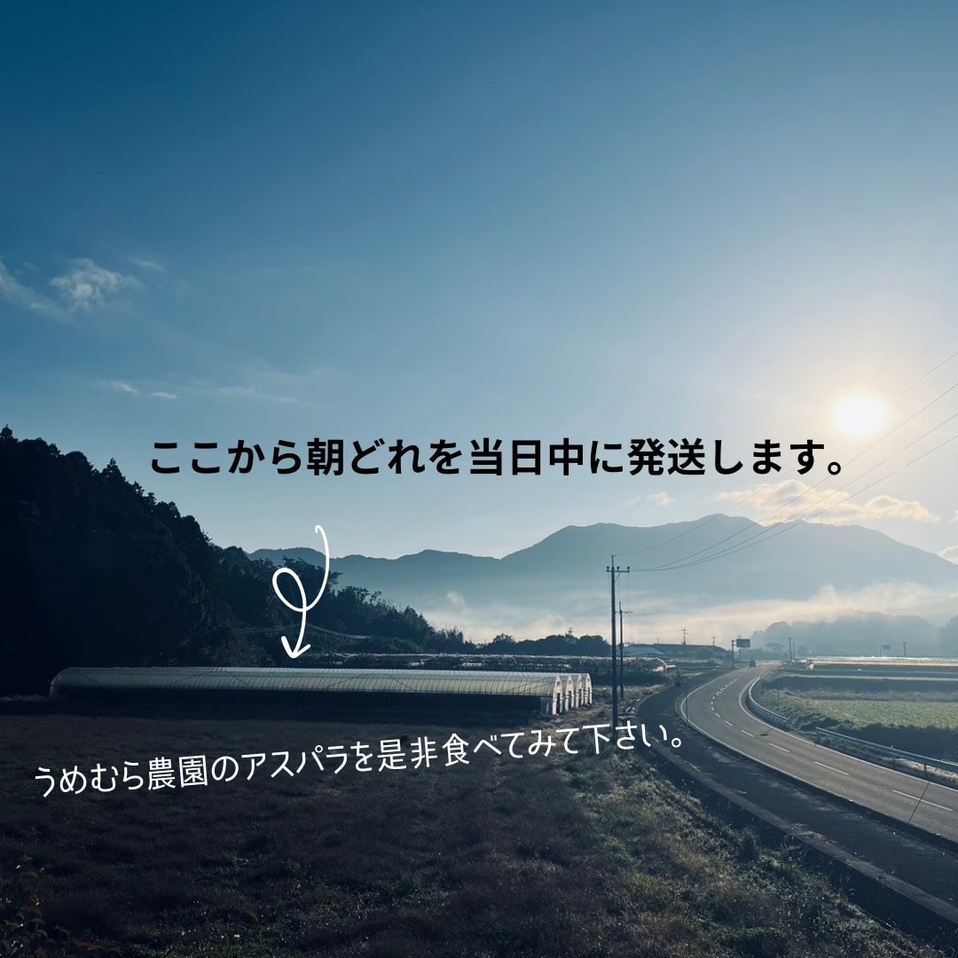 【先行受付 令和8年3月より順次発送】野菜ソムリエサミット 2024年3月度『金賞』受賞 《梅村農園のアスパラガス》 1kg 174-B538