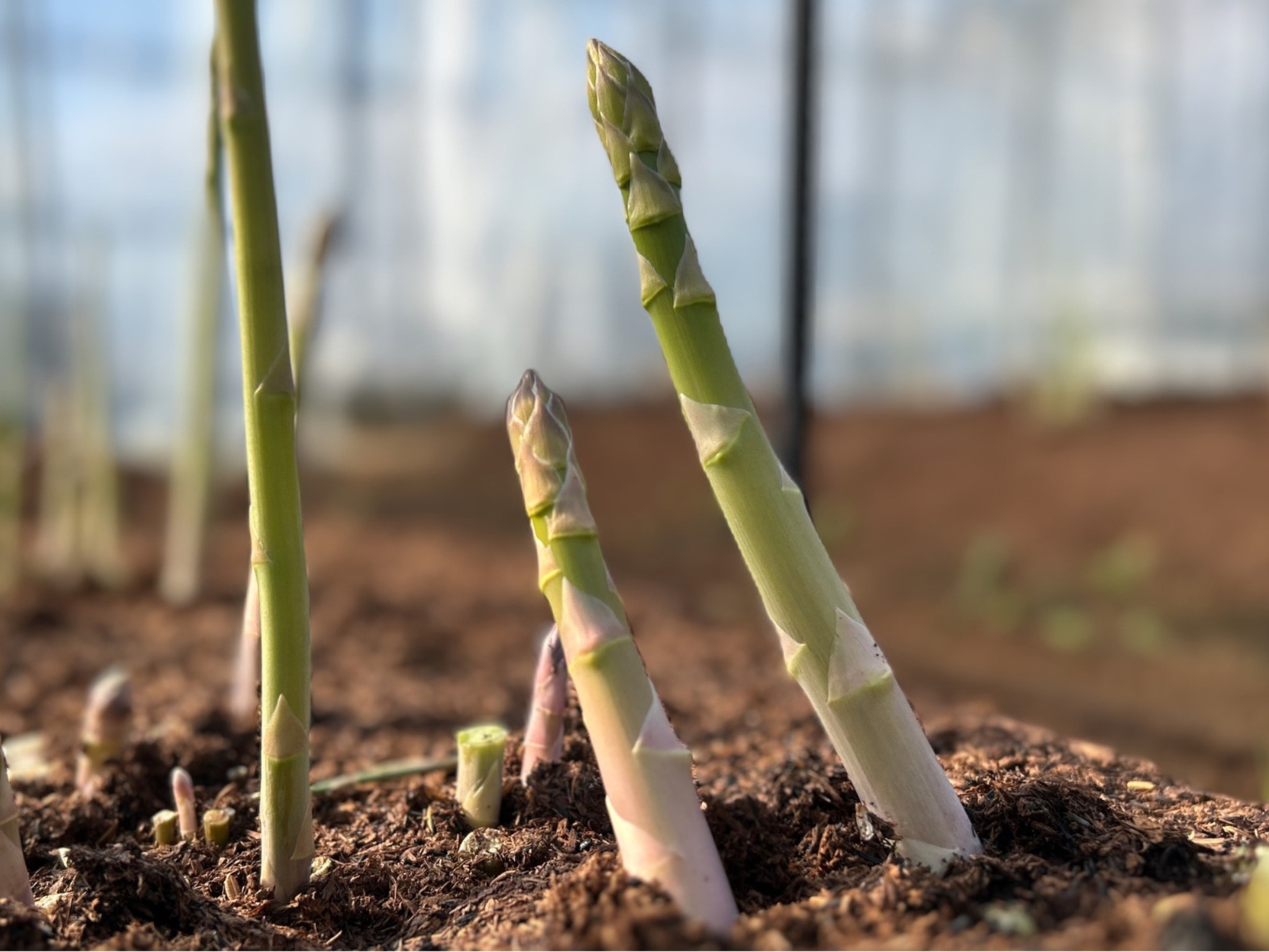 【先行受付 令和8年3月より順次発送】野菜ソムリエサミット 2024年3月度『金賞』受賞 《梅村農園のアスパラガス》 1kg 174-B538