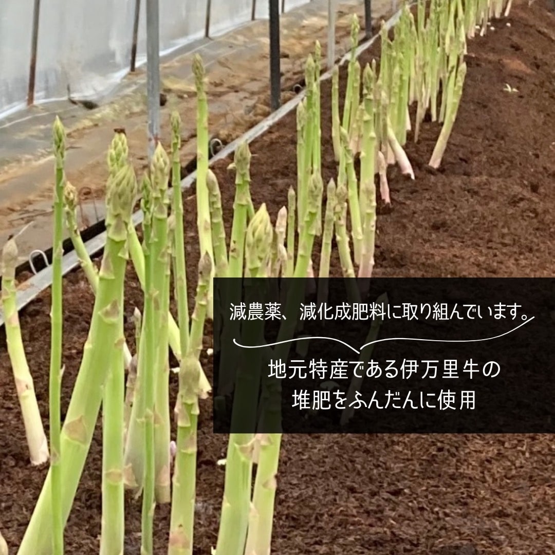 【先行受付 令和8年3月より順次発送】野菜ソムリエサミット 2024年3月度『金賞』受賞 《梅村農園のアスパラガス》 1kg 174-B538