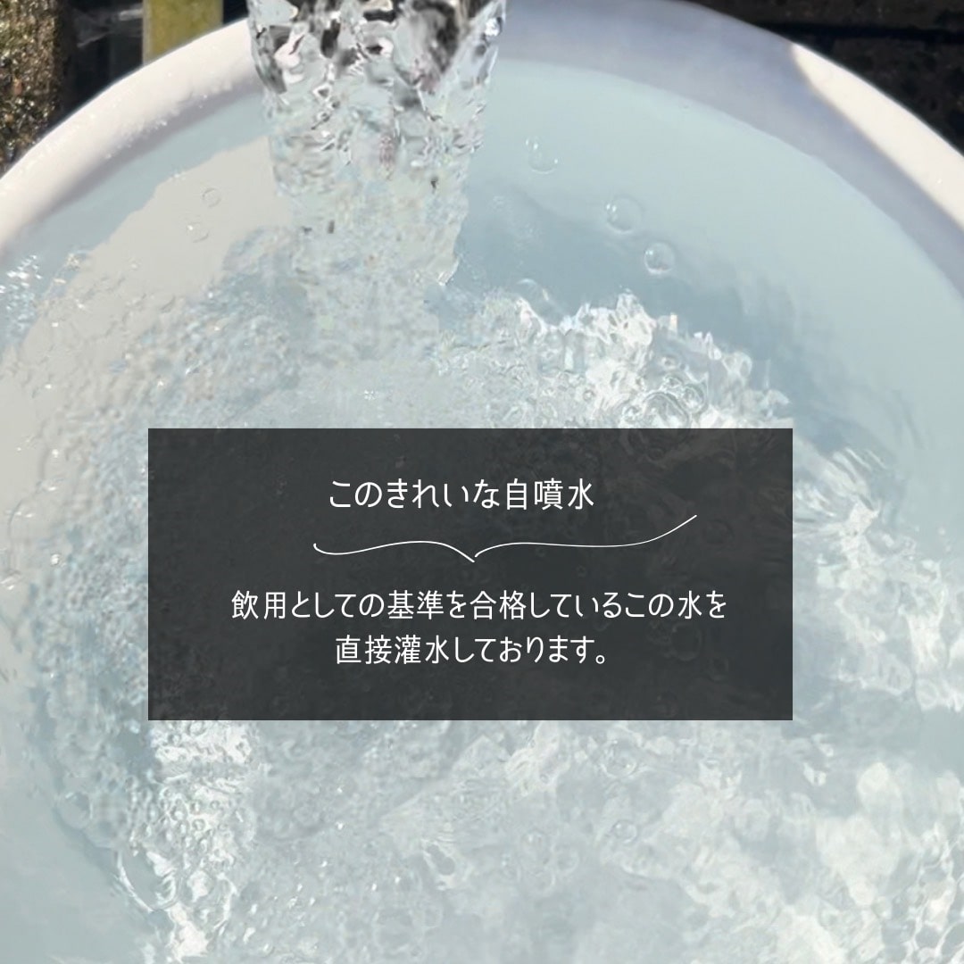 【先行受付 令和8年3月より順次発送】野菜ソムリエサミット 2024年3月度『金賞』受賞 《梅村農園のアスパラガス》 1kg 174-B538