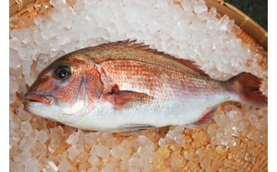 玄海灘産養殖 真鯛 一尾 三枚卸済 018-C127