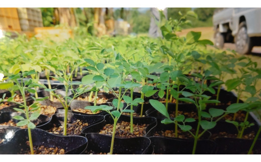 モリンガパウダー50g 166-B487