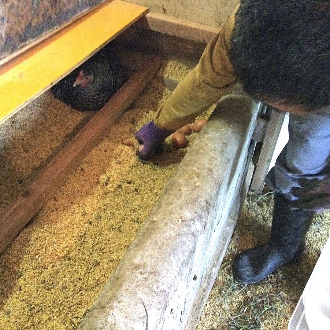 歩く花 たまご 卵 6個入り×2箱　2回定期便 999-B840