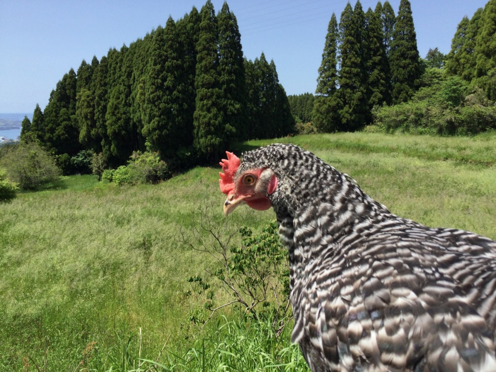 歩く花 たまご 卵 6個入り×2箱　2回定期便 999-B840