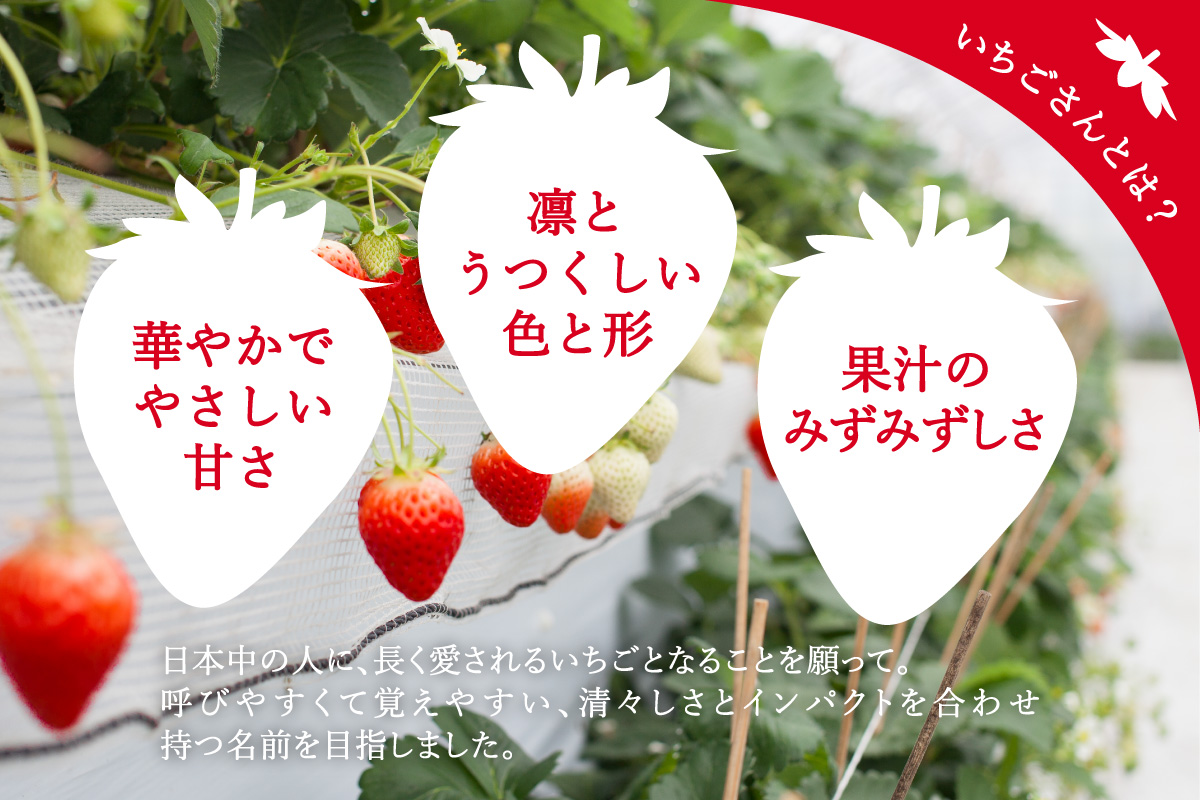 伊万里産「いちごさん」 250g×4 パック ～鶴田農園～ 046-B832