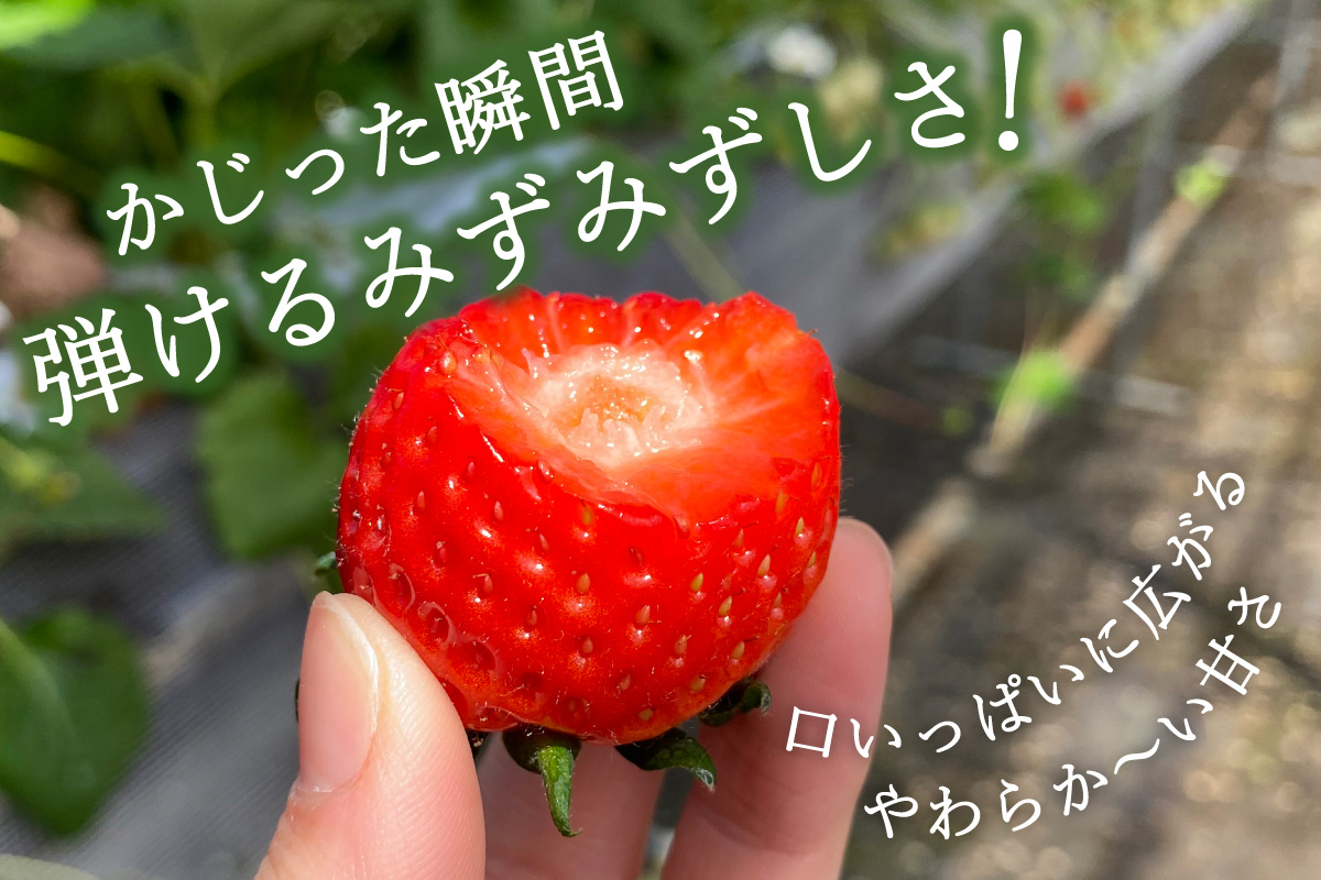 伊万里産「いちごさん」 250g×4 パック ～鶴田農園～ 046-B832