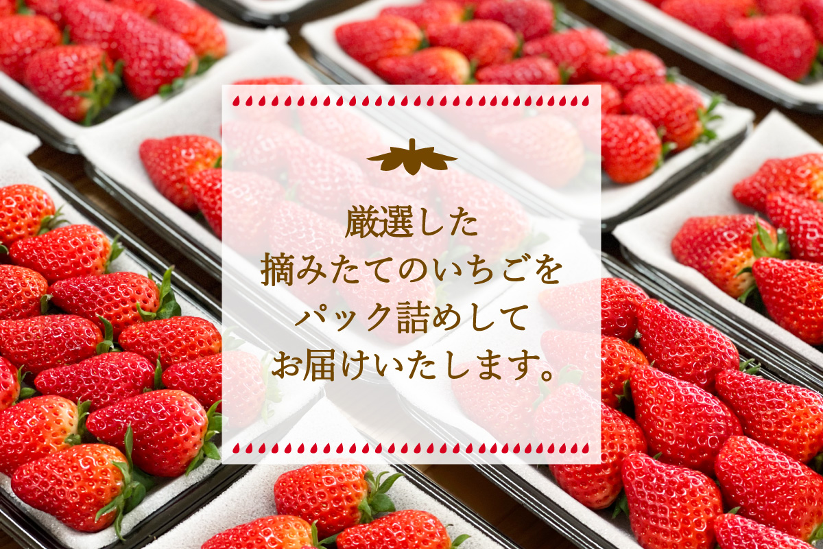 伊万里産「いちごさん」 250g×4 パック ～鶴田農園～ 046-B832