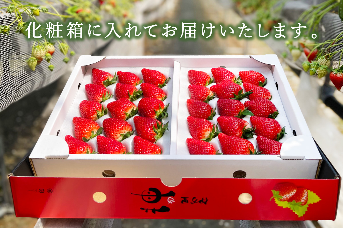 伊万里産「いちごさん」 250g×4 パック ～鶴田農園～ 046-B832