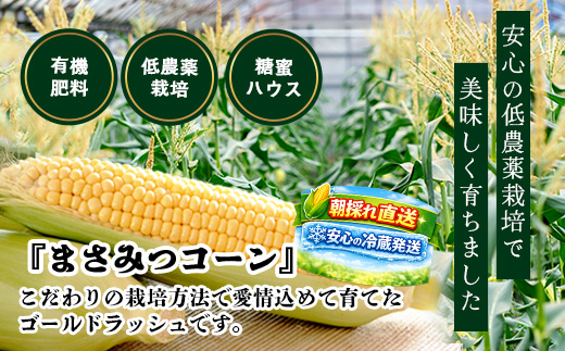 予約受付 スイートコーン （ゴールドラッシュ）9~10本 | 朝採れ 冷蔵発送 とうもろこし トウモロコシ コーン 野菜 高糖度 春 夏 旬 鹿島市産 佐賀県産 【2026年5月中旬～順次発送】佐賀県 鹿島市 人気 C-180