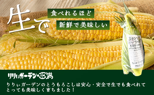 予約受付 スイートコーン （ゴールドラッシュ）9~10本 | 朝採れ 冷蔵発送 とうもろこし トウモロコシ コーン 野菜 高糖度 春 夏 旬 鹿島市産 佐賀県産 【2026年5月中旬～順次発送】佐賀県 鹿島市 人気 C-180