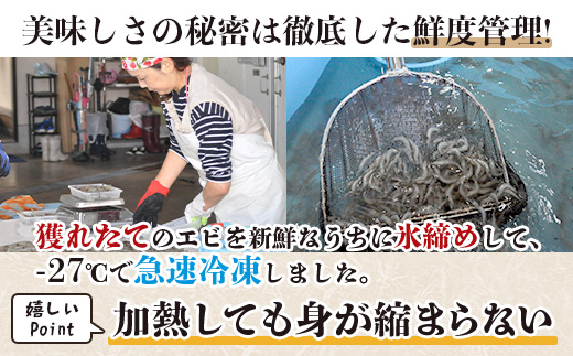 佐賀県有明海産 天然芝海老むき身(加熱用) 1kg(100g×10袋）｜海老 エビ 剥き 真海老 国産 加熱用 使い切り 水洗い不要 簡単調理 ストック 主婦に最適 佐賀県鹿島市 人気 送料無料　C-146
