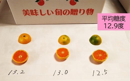 B-632 毎年大人気！【先行受付】《10月頃からお届け》平倉果樹園のひとくちみかん5.5kg×2箱（約11kg）｜鹿島産 小玉みかん（5cm前後）｜贈答用・お取り寄せ ギフト｜温州みかん「ゆら」