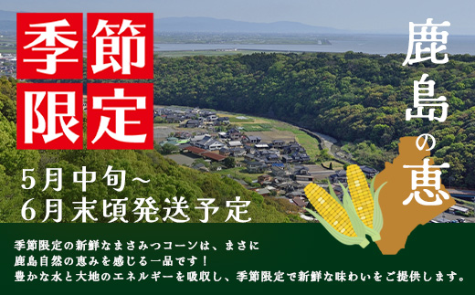 予約受付 スイートコーン （ゴールドラッシュ）9~10本 | 朝採れ 冷蔵発送 とうもろこし トウモロコシ コーン 野菜 高糖度 春 夏 旬 鹿島市産 佐賀県産 【2026年5月中旬～順次発送】佐賀県 鹿島市 人気 C-180
