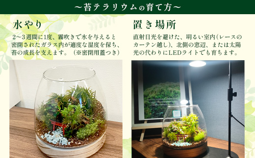 J-33　苔テラリウム　手入れ簡単 癒やしのインテリア 卓上サイズ 誕生日 プレゼント雑貨 敬老の日 贈り物 観葉植物 初心者 鹿島市産 / mossty
