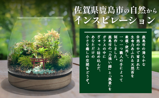 J-33　苔テラリウム　手入れ簡単 癒やしのインテリア 卓上サイズ 誕生日 プレゼント雑貨 敬老の日 贈り物 観葉植物 初心者 鹿島市産 / mossty