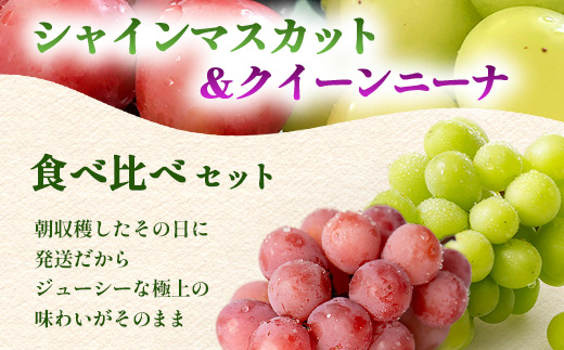朝採れシャインマスカット＆クイーンニーナ食べ比べセット約2kg 3～4房【先行予約】【2026年8月下旬～9月下旬配送予定】朝採れ即日発送！ジューシー高糖度 新鮮 生産者直送 果物 フルーツ 冷蔵便 丁寧なラッピング ギフト 贈答 化粧箱入り 送料無料 D-243