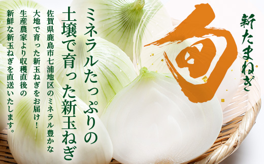 甘～い！新たまねぎ 約5kg (MLサイズ）生産者直送！★大自然育ち【2026年4月より順次発送】タマネギ 玉葱 新タマ 新玉ねぎ サラダ 惣菜 お料理 ストック 箱買 美味しい 甘い 常備野菜 佐賀県 鹿島市産 人気 送料無料 A-180