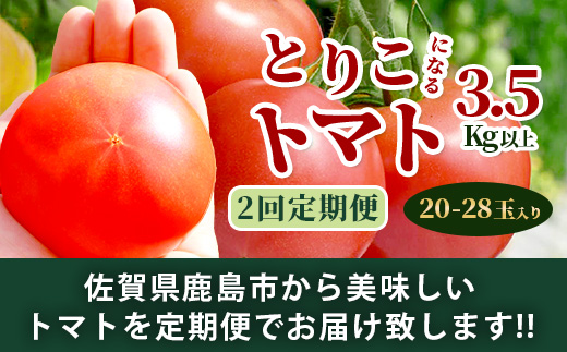 【先行予約】 たにぐちファーム とりこになるトマト 【3.5kg以上×2回定期便】【2024年12月から出荷】 Ricotomato トマト B-508