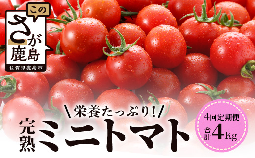 【先行予約】【2026年1月から出荷】 完熟ミニトマト『Ricotomato』 【1kg×4回定期便】 F-32