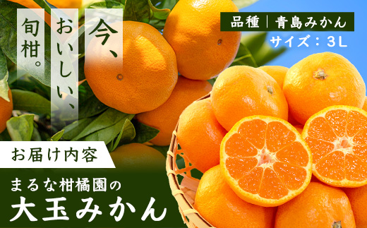 ãŸããª ææ©å㮠倧ç ã¿ãã çŽ9kg ãµã€ãº 3L (çŽåŸ9cmçšåºŠ)ä»¥äž ã2026幎1æä»¥éé
éäºå®ãéå³¶ã¿ãã ãã«ã³ èæ äœè³ç 鹿島åžç£ éæç¡æ B-262