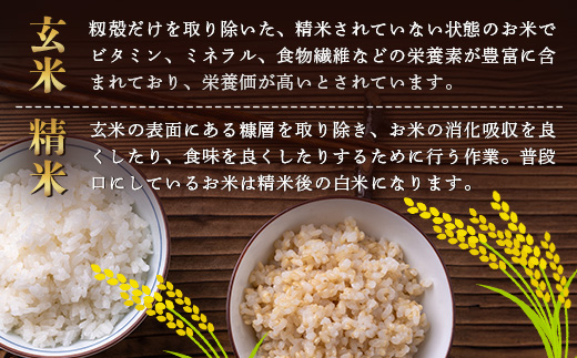 令和7年産 鹿島市産 [さがびよりor夢しずく] 1kg   どちらかランダム1袋 【品種指定不可】 玄米、精米　  AA-73