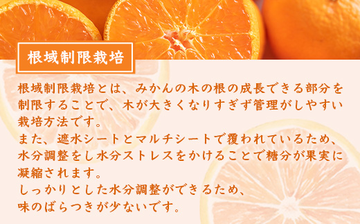 【１２月～１月上旬お届け】鹿島みかん 根域制限栽培一口みかん 約５.５ｋｇ A-178