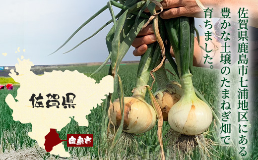 甘～い！新鮮！新たまねぎ 約10kg (MLサイズ）生産者直送！★大自然育ち【2026年4月より順次発送】タマネギ 玉葱 新タマ 新玉ねぎ サラダ 惣菜 お料理 ストック 箱買 美味しい 甘い 常備野菜 佐賀県 鹿島市産 人気 送料無料 B-737