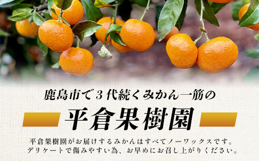 B-345《まぼろしのみかん》鹿島 平倉果樹園のみかん『今村』 約5.5kg サイズ混合 みかん 希少 幻 まぼろし 蜜柑 ミカン オレンジ フルーツ 果物 高糖系 平均糖度12度 佐賀県 鹿島市 人気 おすすめ 送料無料【2026年2月上旬から2月末まで配送】 B-345