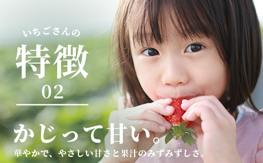いちごさん 240g×4P★先行予約★【生産者直送】ふるさと納税 いちご イチゴ 苺 果物 フルーツ 旬 贈答用 お取り寄せ ギフト ふるさと 人気 佐賀県 鹿島市 送料無料 【2026年2月頃～4月頃の発送予定】B-891