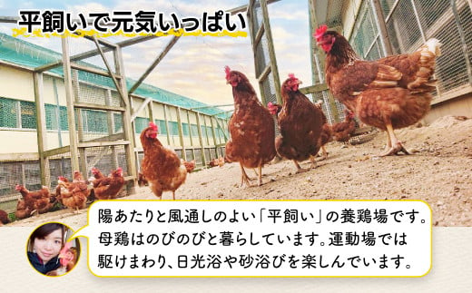 C-54 佐賀鹿島産 平飼い卵「うみとやまとこっこ」上田養鶏場 たまご60個