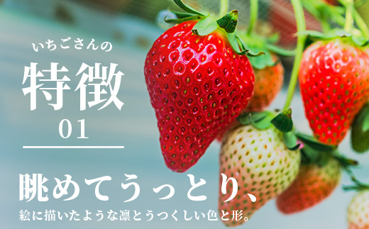 いちごさん 240g×4P★先行予約★【生産者直送】ふるさと納税 いちご イチゴ 苺 果物 フルーツ 旬 贈答用 お取り寄せ ギフト ふるさと 人気 佐賀県 鹿島市 送料無料 【2026年2月頃～4月頃の発送予定】B-891