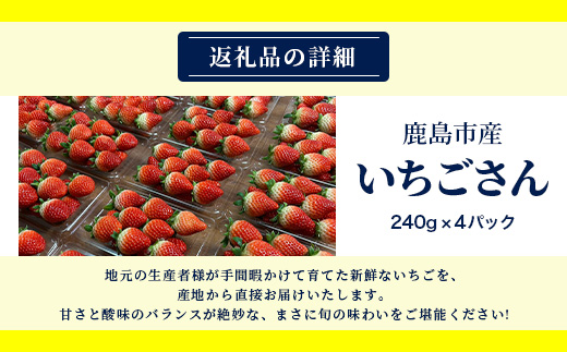 いちごさん 240g×4P★先行予約★【生産者直送】ふるさと納税 いちご イチゴ 苺 果物 フルーツ 旬 贈答用 お取り寄せ ギフト ふるさと 人気 佐賀県 鹿島市 送料無料 【2026年2月頃～4月頃の発送予定】B-891
