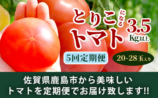 【先行予約】たにぐちファーム とりこになるトマト 【3.5kg以上×5回定期便】【2024年12月から出荷】 Ricotomato とりこになるトマト D-161