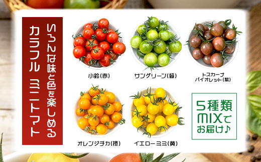  岩永さんちのカラフルミニトマト 約1kg（5色）【農林水産大臣賞受賞】有機肥料・化学肥料不使用｜生産者直送 野菜 とまと サラダ おやつ お弁当にも 健康志向  人気 【1月頃より配送開始】D-221