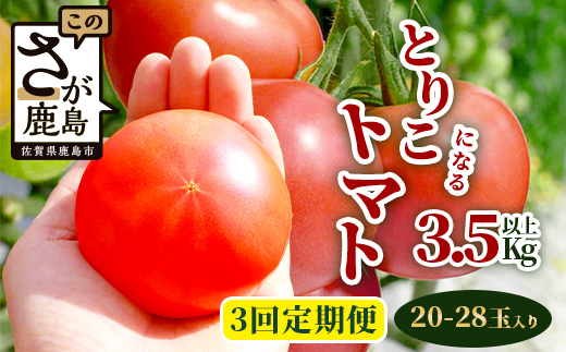 【先行予約】 たにぐちファーム とりこになるトマト【3.5kg以上×3回定期便】【2024年12月から出荷】 Ricotomato トマト C-84