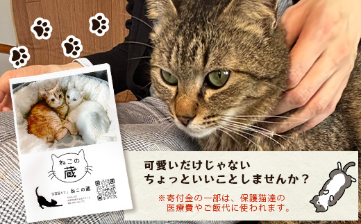 鹿島猫クリアファイル｜保護猫カフェねこの蔵 クリアファイル 保護猫 猫 古民家カフェ 支援 鹿島市 猫カフェ カフェ プレゼント　AA-63