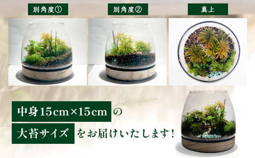 J-33　苔テラリウム　手入れ簡単 癒やしのインテリア 卓上サイズ 誕生日 プレゼント雑貨 敬老の日 贈り物 観葉植物 初心者 鹿島市産 / mossty