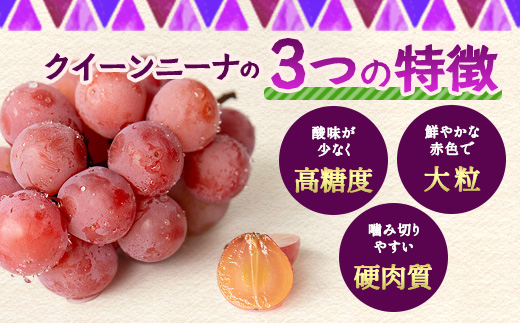 朝採れシャインマスカット＆クイーンニーナ食べ比べセット約2kg 3～4房【先行予約】【2026年8月下旬～9月下旬配送予定】朝採れ即日発送！ジューシー高糖度 新鮮 生産者直送 果物 フルーツ 冷蔵便 丁寧なラッピング ギフト 贈答 化粧箱入り 送料無料 D-243