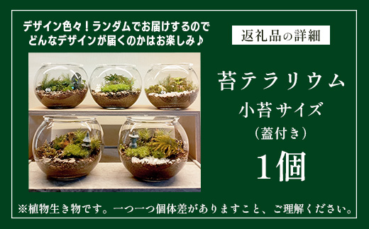 B-892　苔テラリウム　手入れ簡単 癒やしのインテリア 卓上サイズ 誕生日 プレゼント雑貨 敬老の日 贈り物 観葉植物 初心者 鹿島市産 / mossty [B-892]