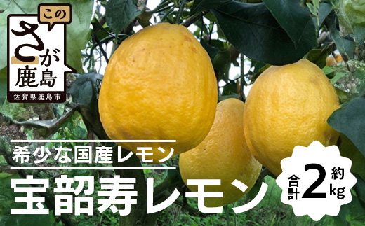 B-304  希少な国産レモン【宝韶寿レモン】　約2kg（サイズ大～特大）