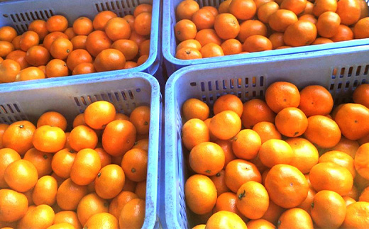 ãå
è¡äºçŽãïŒ2026幎12æé çºéïŒ âãã£ã±ãâ鹿島ç£ã¿ãã çŽïŒkg ããµã€ãºå¥ããææ¥æå®äžå¯ãåœç£ äœè³çç£ ãã«ã³ èæ æç© ãã«ãŒã A-99