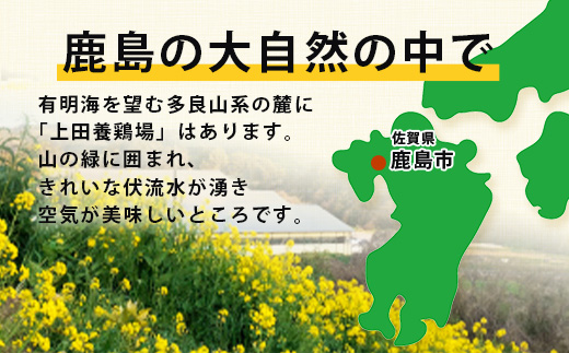 【定期便 12回】平飼い卵「うみとやまとこっこ」上田養鶏場 たまご20個 × 12ヶ月【合計240個】佐賀県鹿島産 卵 タマゴ I-32