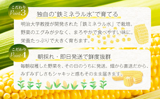 約受付【限定30セット】 スイートコーン （ゴールドラッシュ） 10～12本入 朝採れ とうもろこし トウモロコシ 野菜 糖度17~18℃以上 鹿島市産 佐賀県産 春 夏 旬【2025年6月上旬～順次発送】 B-319