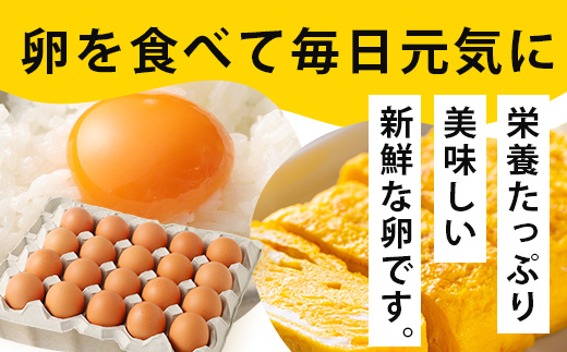 【定期便 12回】平飼い卵「うみとやまとこっこ」上田養鶏場 たまご20個 × 12ヶ月【合計240個】佐賀県鹿島産 卵 タマゴ I-32