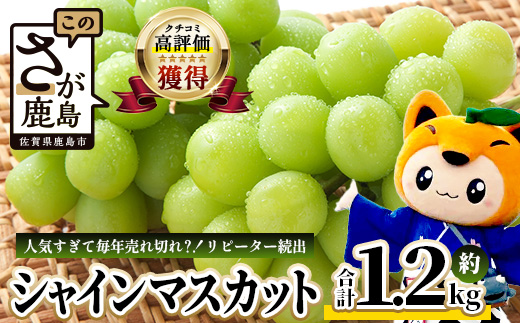 【特別寄付額10000円→9000円】シャインマスカット 約1.2kg 2～3房 ご家庭用 佐賀県産 【先行予約 2026年8月上旬以降発送】| シャインマスカット 2026 シャイン マスカット ぶどう 葡萄 ブドウ 果物 フルーツ 果実 季節 旬 冷蔵 期間限定 国産 佐賀県 鹿島市 人気 ランキング フルーツ おすすめ B-658