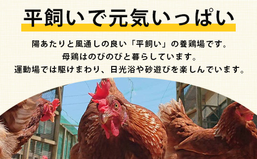 【定期便 6回】平飼い卵「うみとやまとこっこ」上田養鶏場 たまご40個 × 6ヶ月【合計240個】佐賀県鹿島産 卵 タマゴ H-28