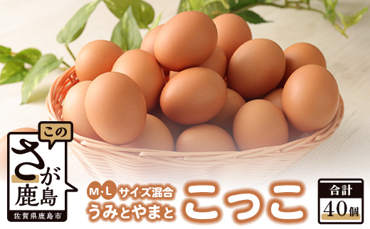 B-390 佐賀県鹿島産 平飼い卵「うみとやまとこっこ」上田養鶏場 たまご40個