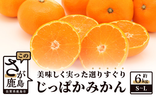 【先行予約】（2026年12月頃発送） ”じっぱか”鹿島産みかん 約６kg 【サイズ別】【期日指定不可】国産 佐賀県産 ミカン 蜜柑 果物 フルーツ A-99