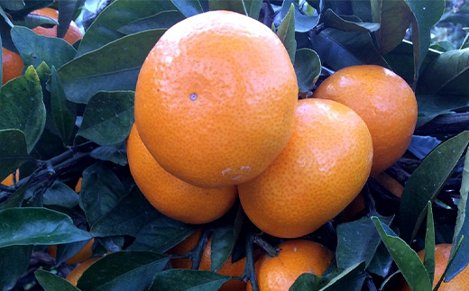 ãå
è¡äºçŽãïŒ2026幎12æé çºéïŒ âãã£ã±ãâ鹿島ç£ã¿ãã çŽïŒkg ããµã€ãºå¥ããææ¥æå®äžå¯ãåœç£ äœè³çç£ ãã«ã³ èæ æç© ãã«ãŒã A-99